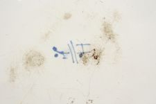 vergrößerte Ansicht des Objekts