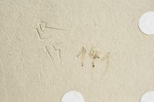 vergrößerte Ansicht des Objekts