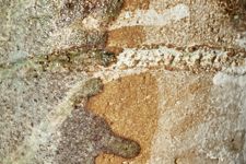 vergrößerte Ansicht des Objekts