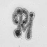 vergrößerte Ansicht des Objekts